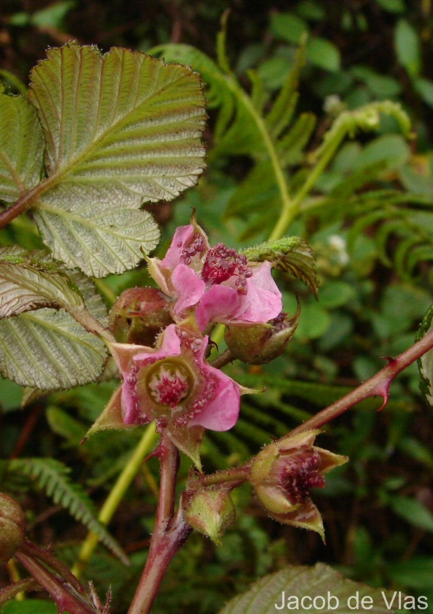 Rubus leucocarpus Arn.